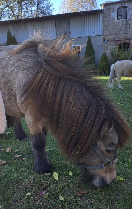 Mini konik brytyjski klacz