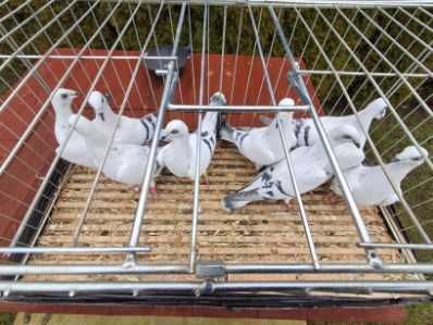 Gołębie jasne łomżyńskie