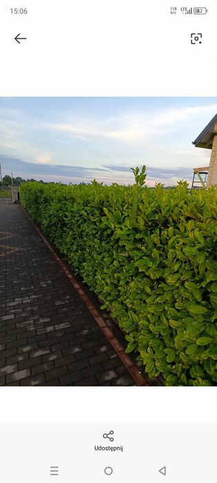 Laurowiśnia Caucasica, Rotundifolia 60-80