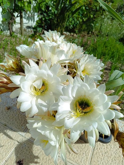 cactos em floreira ou isolados