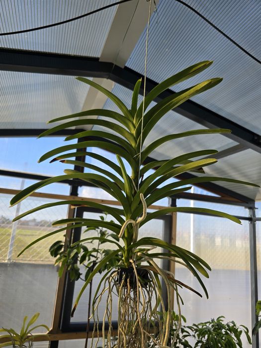 Orquídeas (cattleyas e vandas)