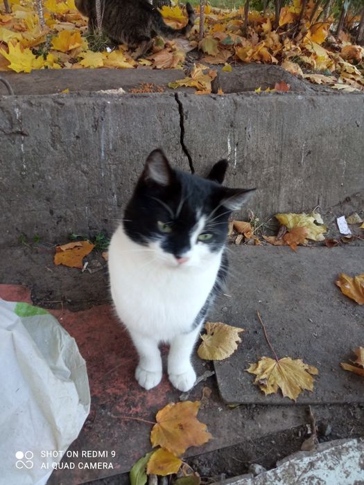 Аліса у відповідальну сім'ю