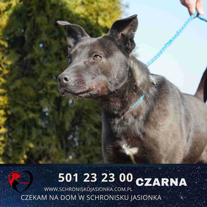 Czarna do adopcji – Schronisko Jasionka