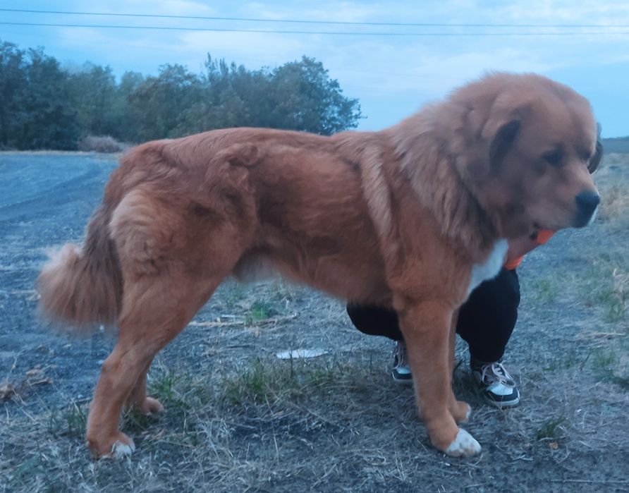 В'язка Тибетський Мастифа !