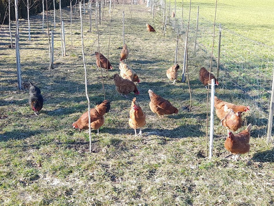 Jajka z wolnego wybiegu – 1,20 zł/szt. | kury na trawie (zdjęcia)