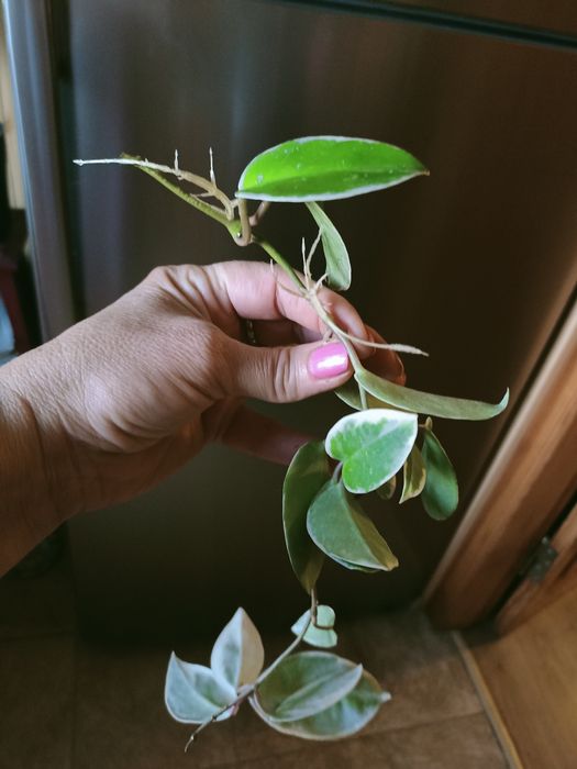 Есть Хойи разного сорта,есть вариегатная  .