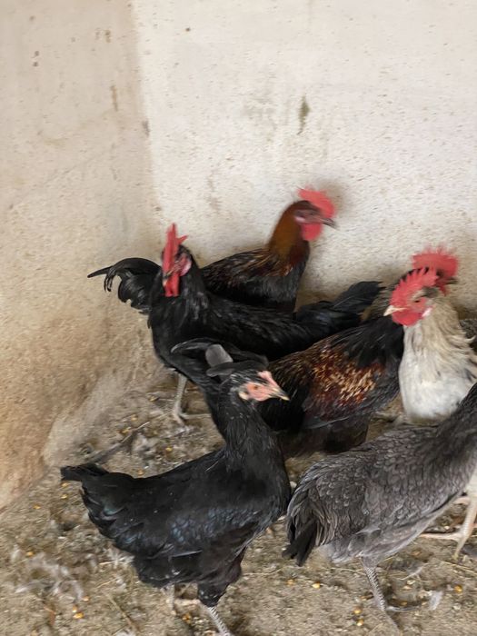 Galinhas boas poedeiras e galos.