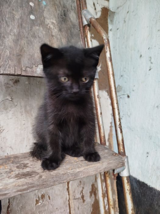 продам котят шотландцы