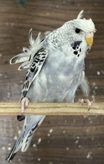 Periquito Hagoromo