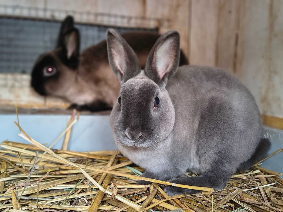 Mini rex kuna niebieska samiczka