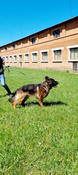 Німецька Вівчарка Вязка