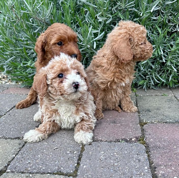 Maltipoo suczka gotowa