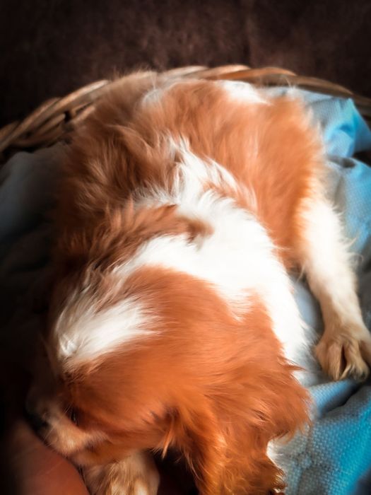 Idealny Cavalier King Charles Spaniel po szkoleniu behawioralnym