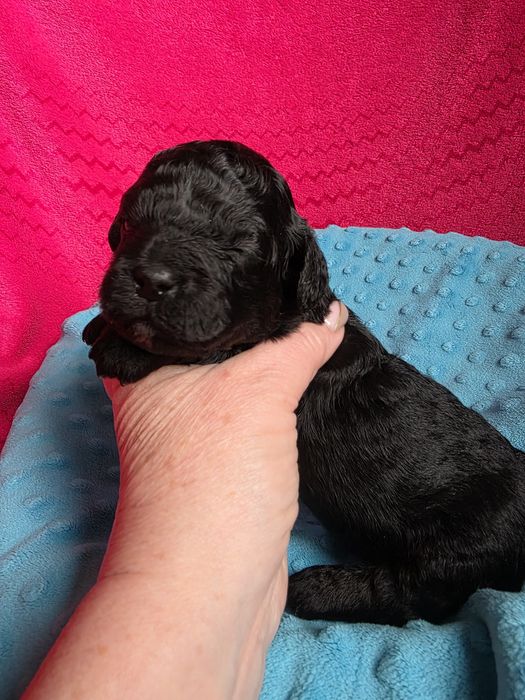 Shihpoo czarny chłopczyk