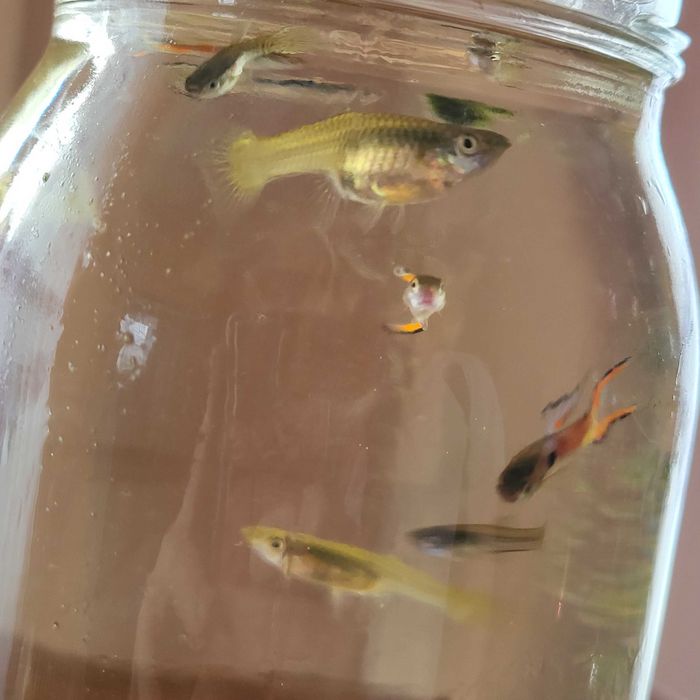 Gupiki  rybki akwariowe