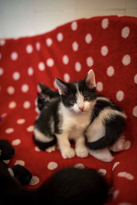 Cinco gatinhos procuram famílias