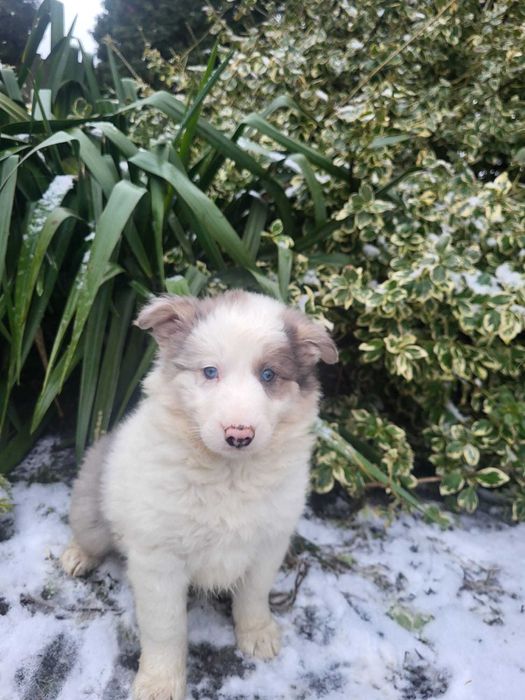 Piesek Border Collie blue merle