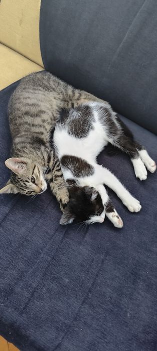 Dwa młode kotki do adopcji!!!
