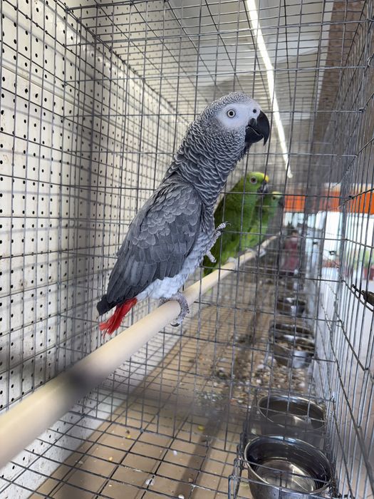 Papagaios novos muito meigos