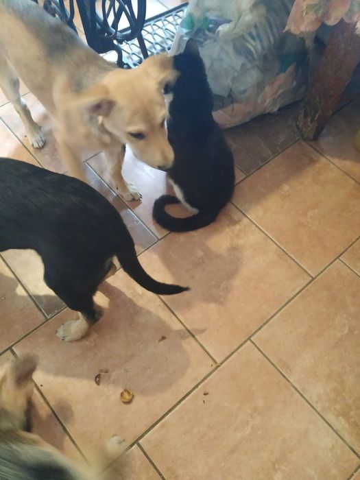 Щенки Метисы Бордера