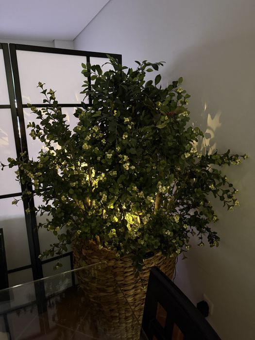 Jarrão vime com vazos tem 1,70