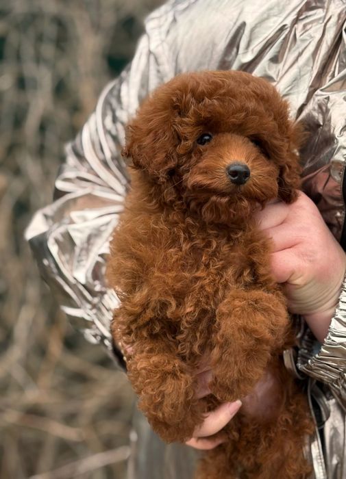 Ред браун темний.той пудель