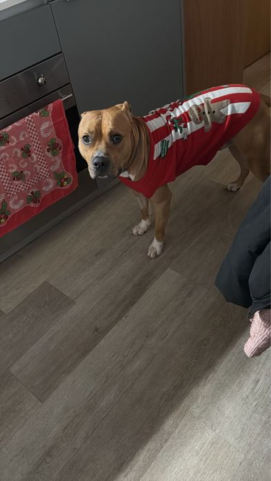 Adoçao responsavel , pitbull  staffordshire