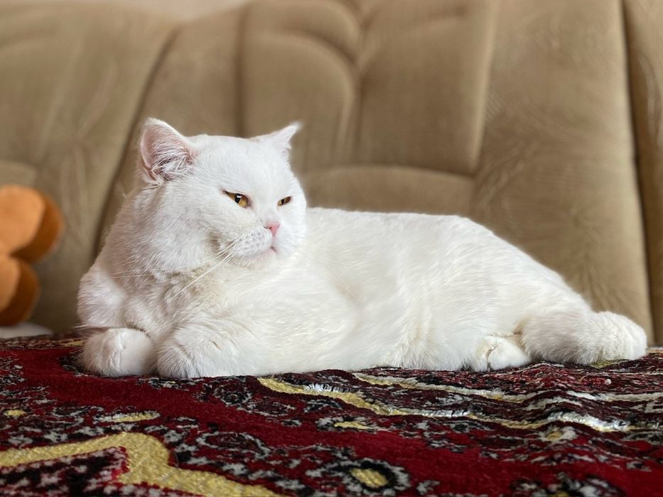 Редкая белоснежная красота! Шотландская прямоухая девочка :)