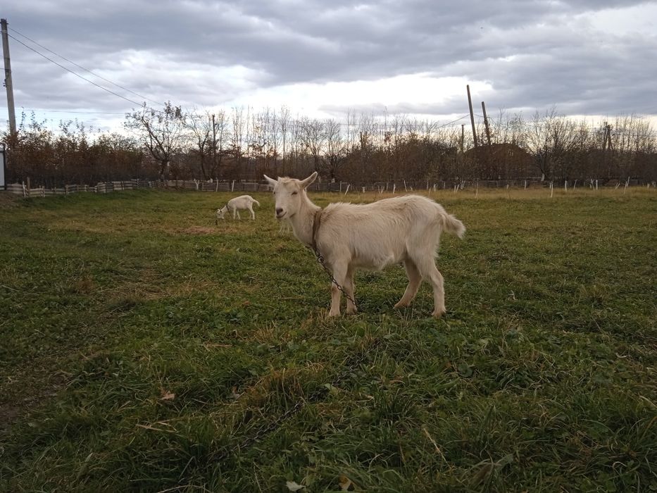 Продається молочна коза