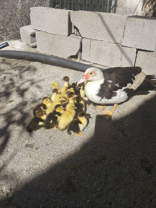 Venda de patos mudos