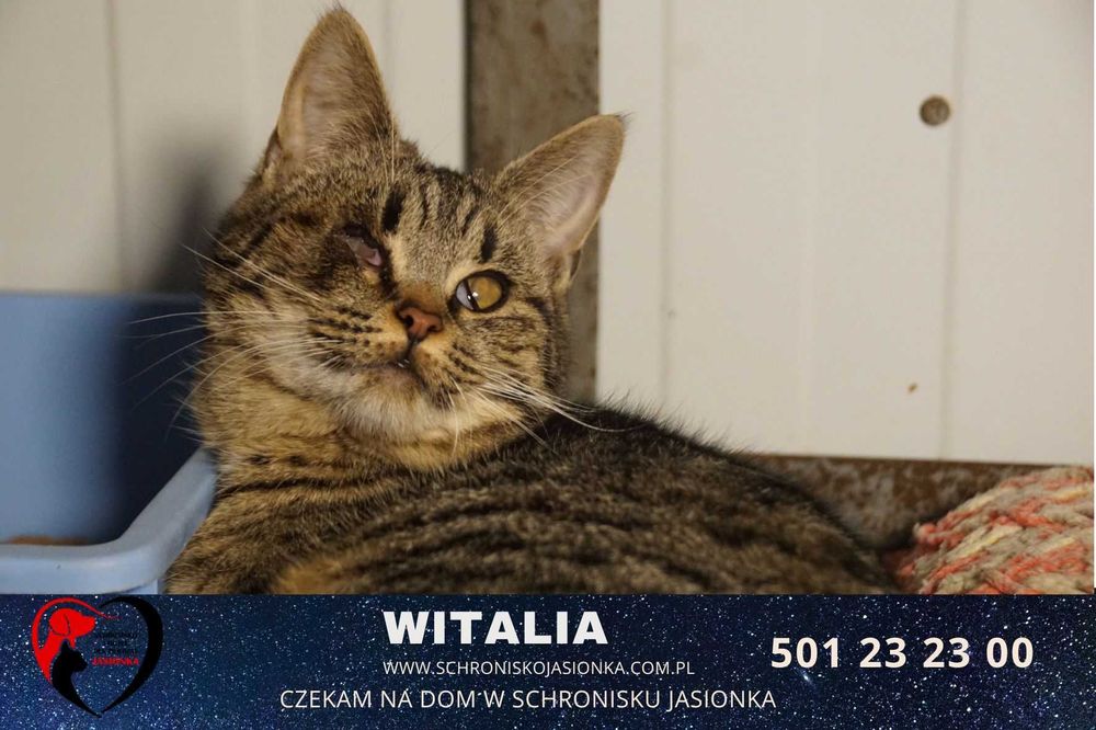 Witalia szuka domu-schronisko Jasionka-aktualne