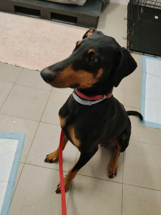 Doberman suczka do adopcji