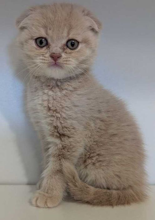 Котик хлопчик красунчик!!!