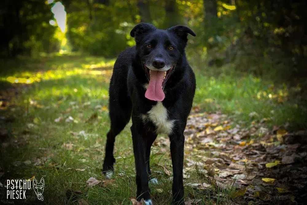 Bond nadal szuka domu