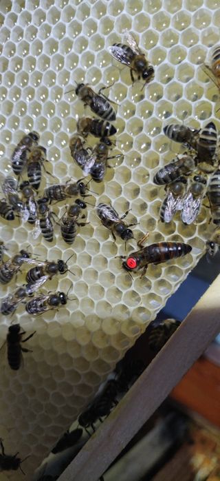 Продам медоносних бджіл