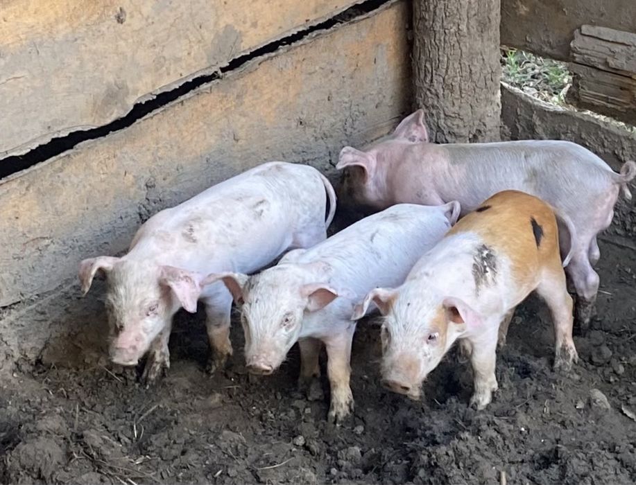 Поросяти льохи ландрас червонопояса