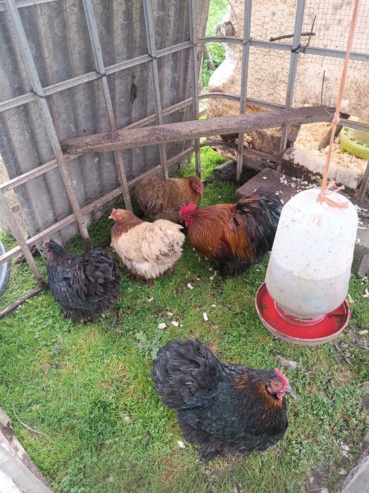 Galo e galinhas Pekin Bantam