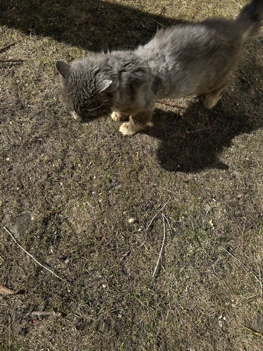 Котик шукає домівку