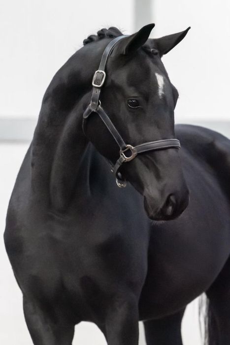 3,5 letnia klacz KWPN PO KJENTO - Mistrzu Swiata