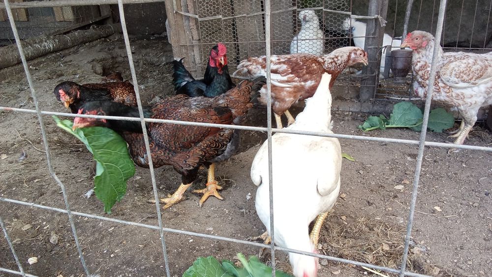 Tenho pintos de raça cornish os pais são os das fotos