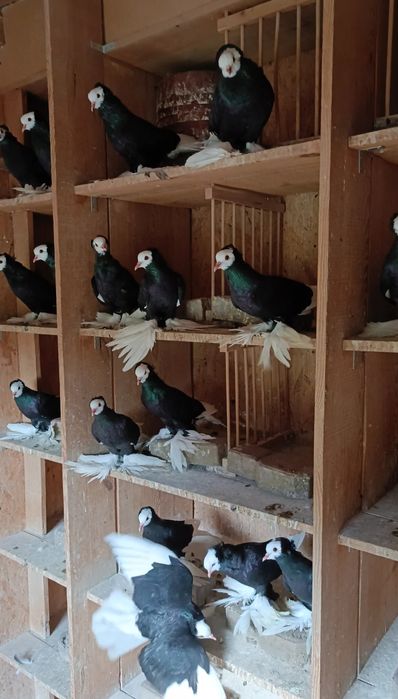 Mnichy Południowoniemieckie Łapciate czarne/czerwine 40sztuk 

Nadwyżk