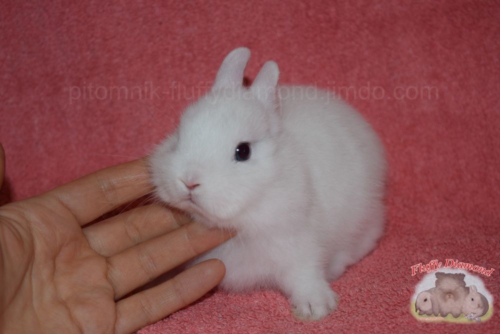 Невероятные кролики из питомника Fluffy Diamond. Разных пород на выбор