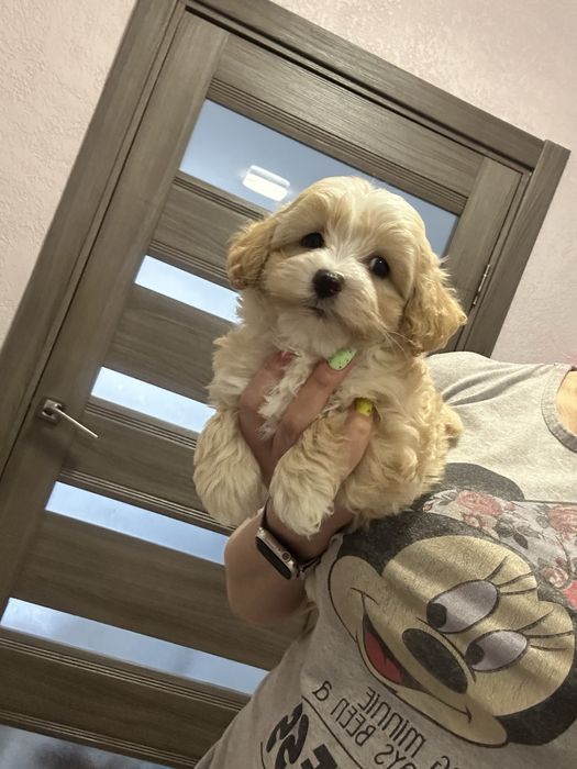 Карамельный мальтипу мальчик