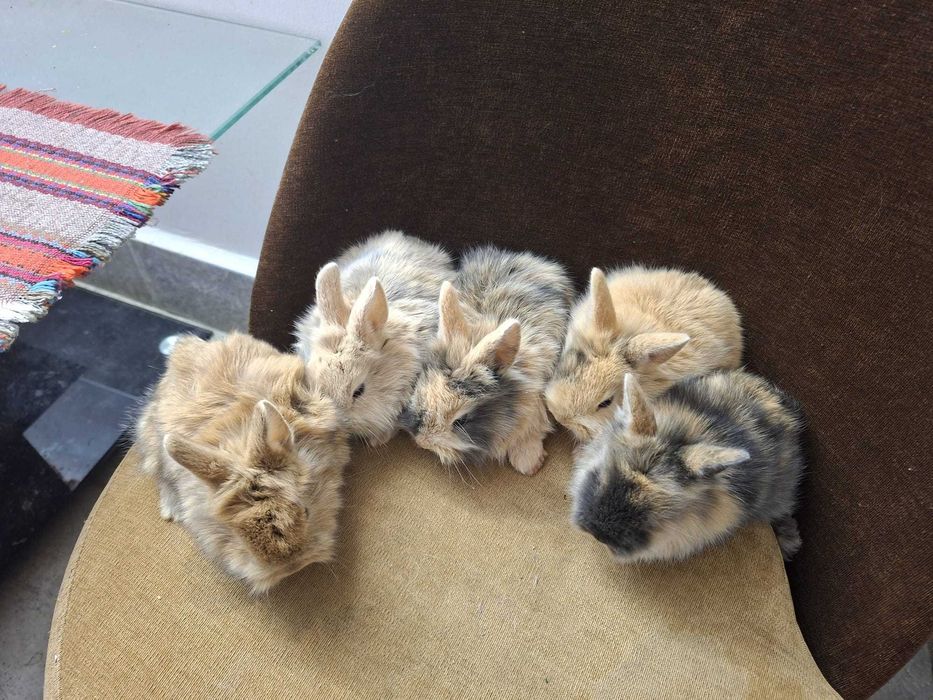 Króliki Miniaturki Bardzo Ładne Zadbane Zapraszam