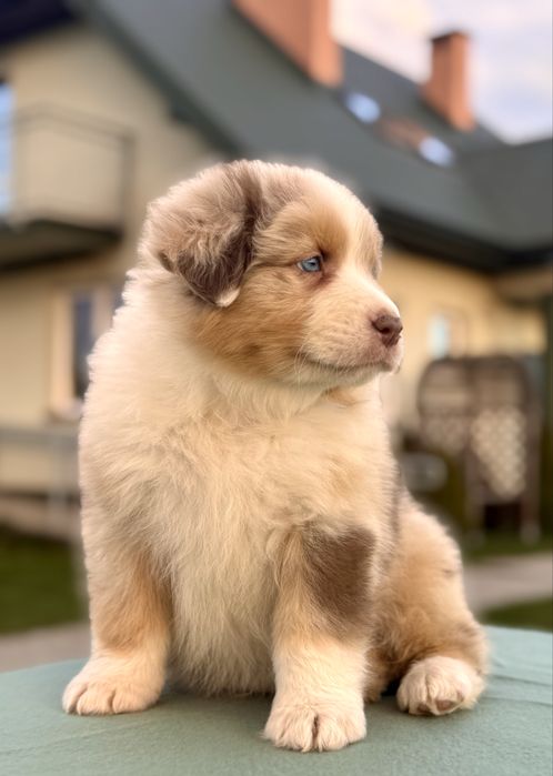 Owczarek australijski , Aussie , piesek