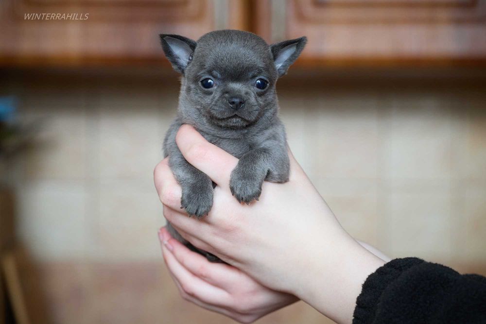 Неймовірні хлопачки чихуахуа КСУ