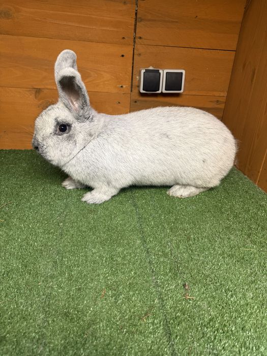 Wielki Jasnosrebrzysty samica rodowód