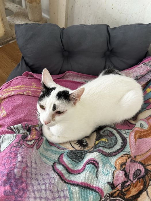 Ostoja mruczków Maciejka do adopcji
