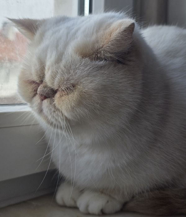 Himalaia red point flat face