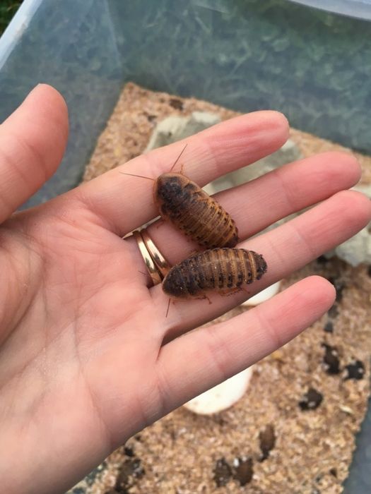 Dubia 3cm 200sztuk